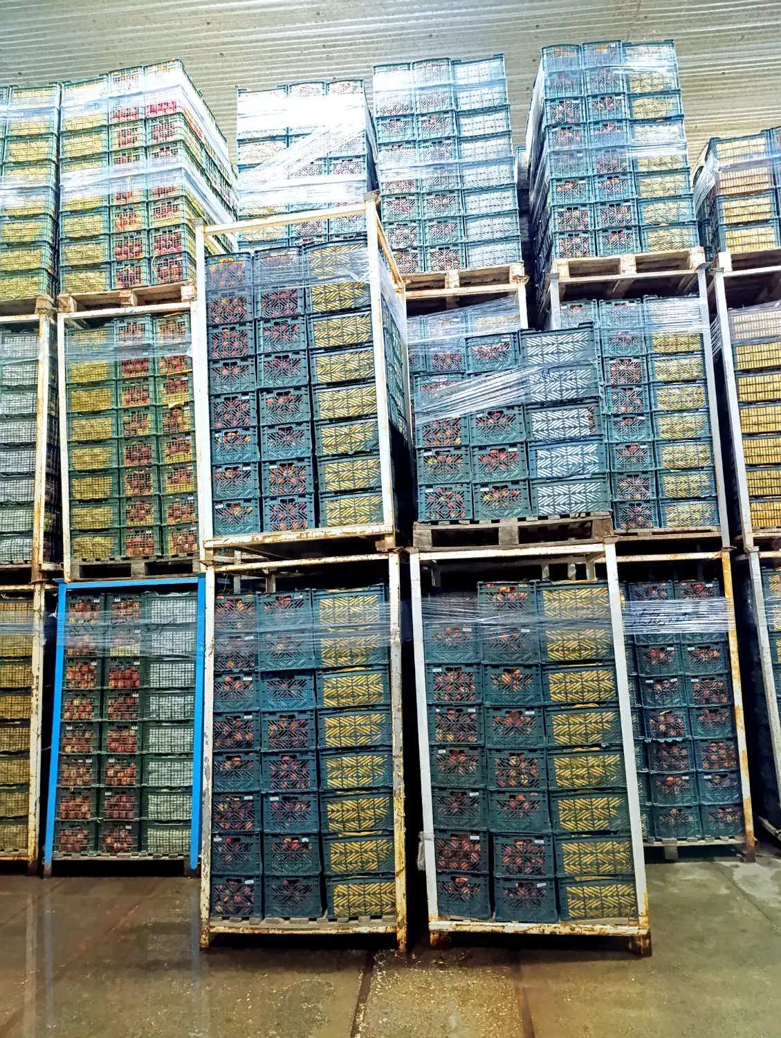 سیب درختی|خوردنی و آشامیدنی|شاهین‌شهر, برخوار غرب|دیوار