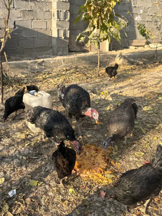 مرغ محلی|حیوانات مزرعه|شهریار, شهرک امیریه|دیوار