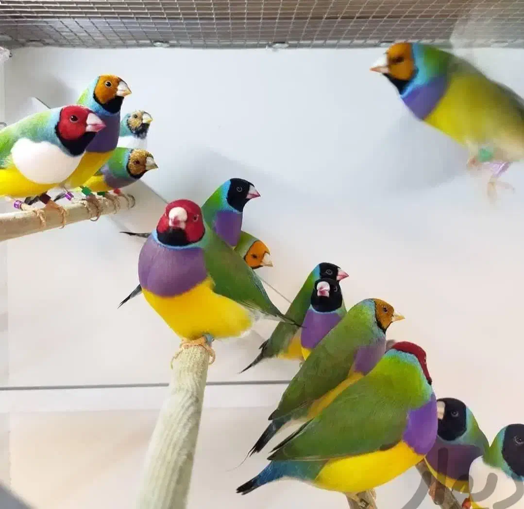 اگ دنبال پرنده رنگ خاص و پرورش پر سود هستی|پرنده|شوشتر, |دیوار