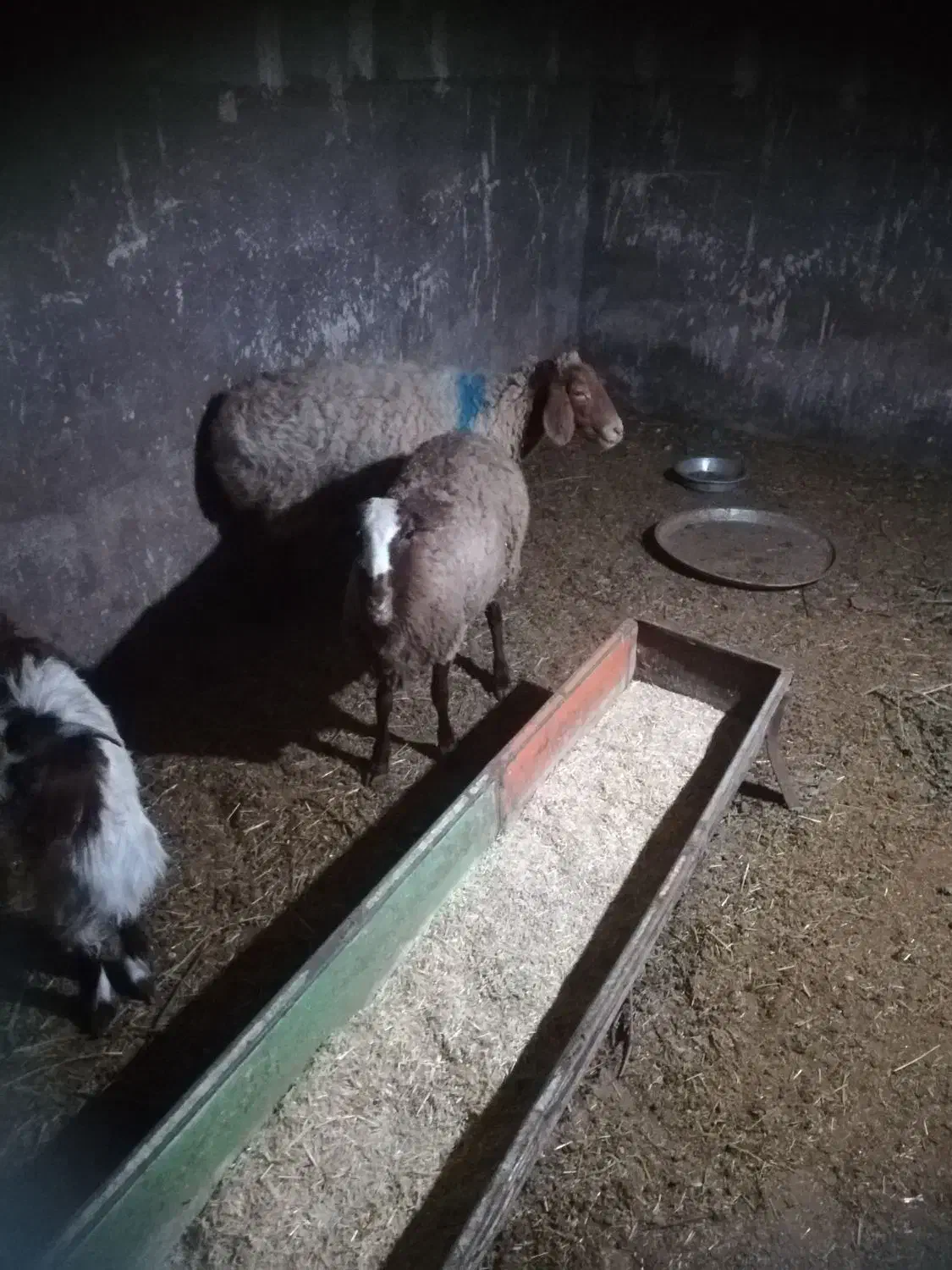 میش|حیوانات مزرعه|شامکان, |دیوار