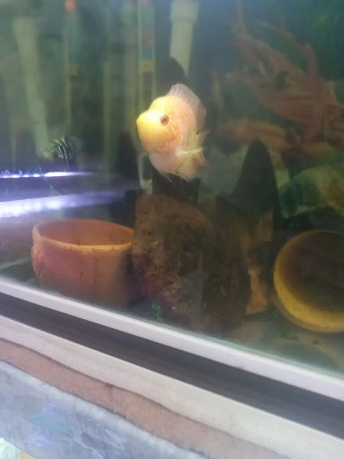 جوجه فلاور باکس ۲۰روزه.کت چوبی فنکوس کلمبیا|ماهی|ارومیه, |دیوار