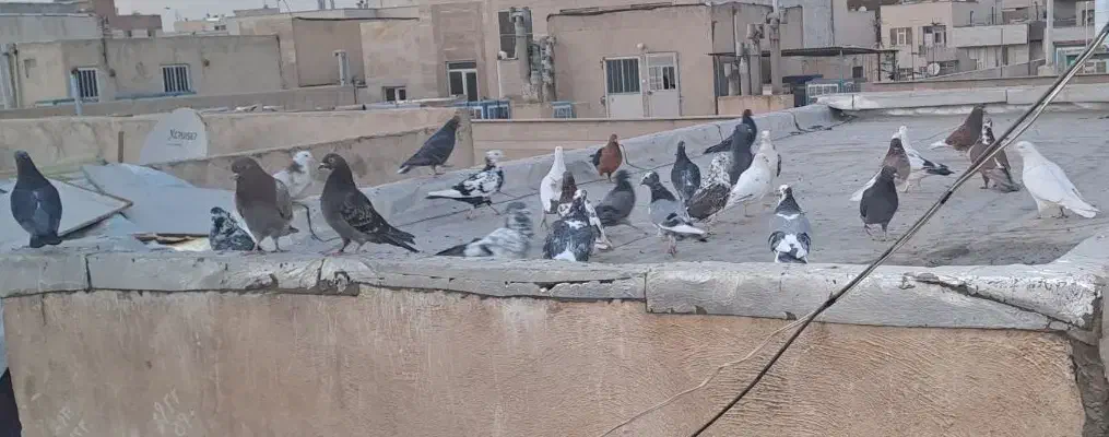 چند طوق|پرنده|تهران, مخصوص|دیوار