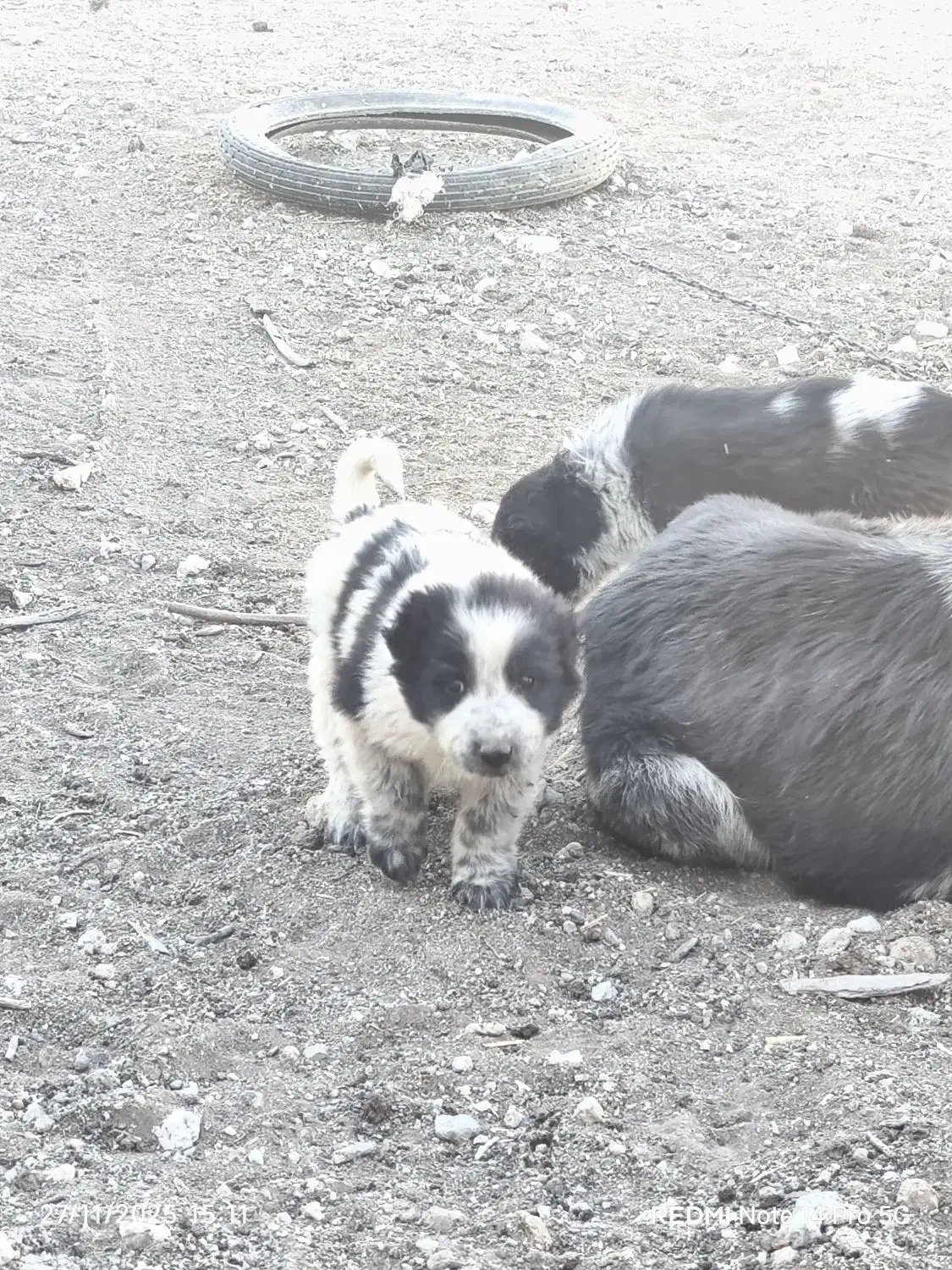 واگذاری قهدریجونی همه چی تموم|سگ|ارسنجان, |دیوار