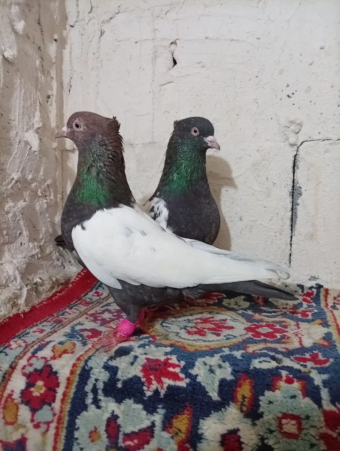 کبوتر|پرنده|مرودشت, پشت سایپا‎|دیوار