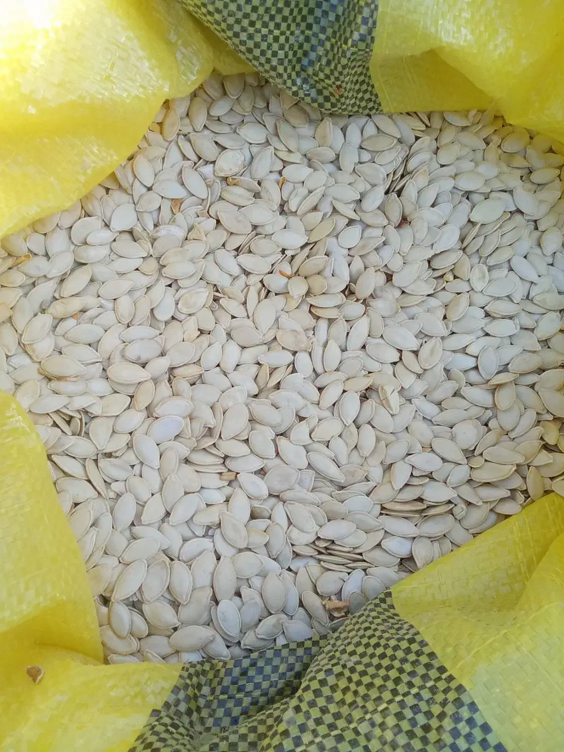 تخمه کدو|خوردنی و آشامیدنی|یامچی, |دیوار