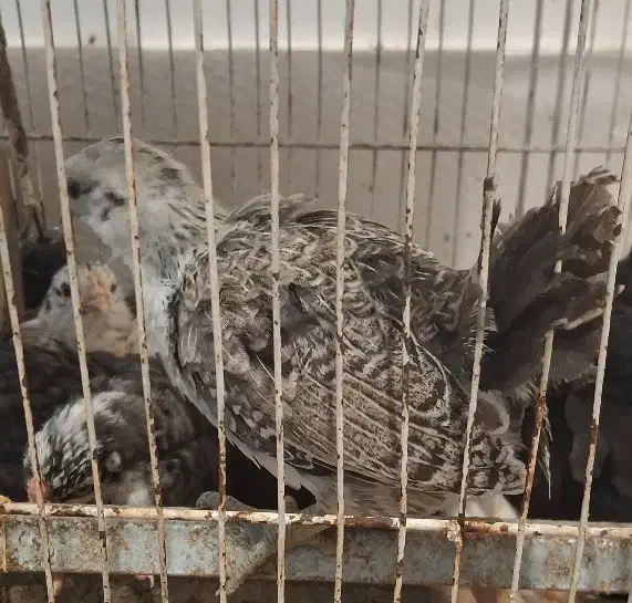 جوجه ایام . براکل و امروک|حیوانات مزرعه|شیراز, کوشک میدان|دیوار