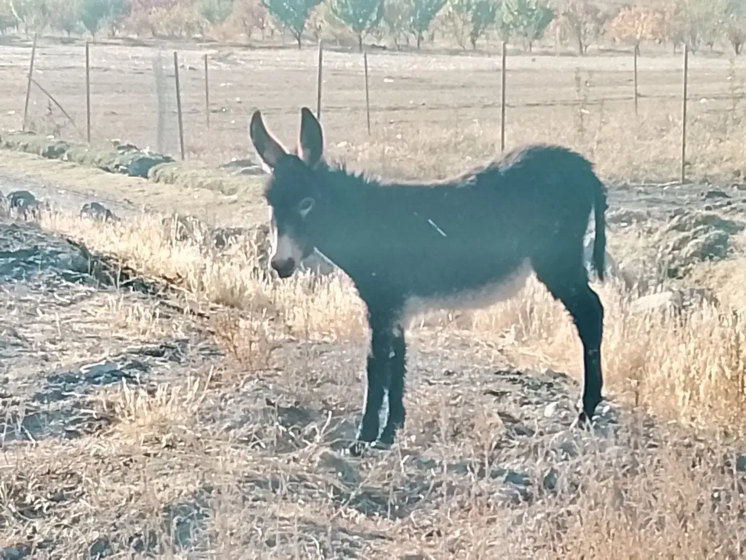 الاغ|حیوانات مزرعه|قره پشتلو, |دیوار