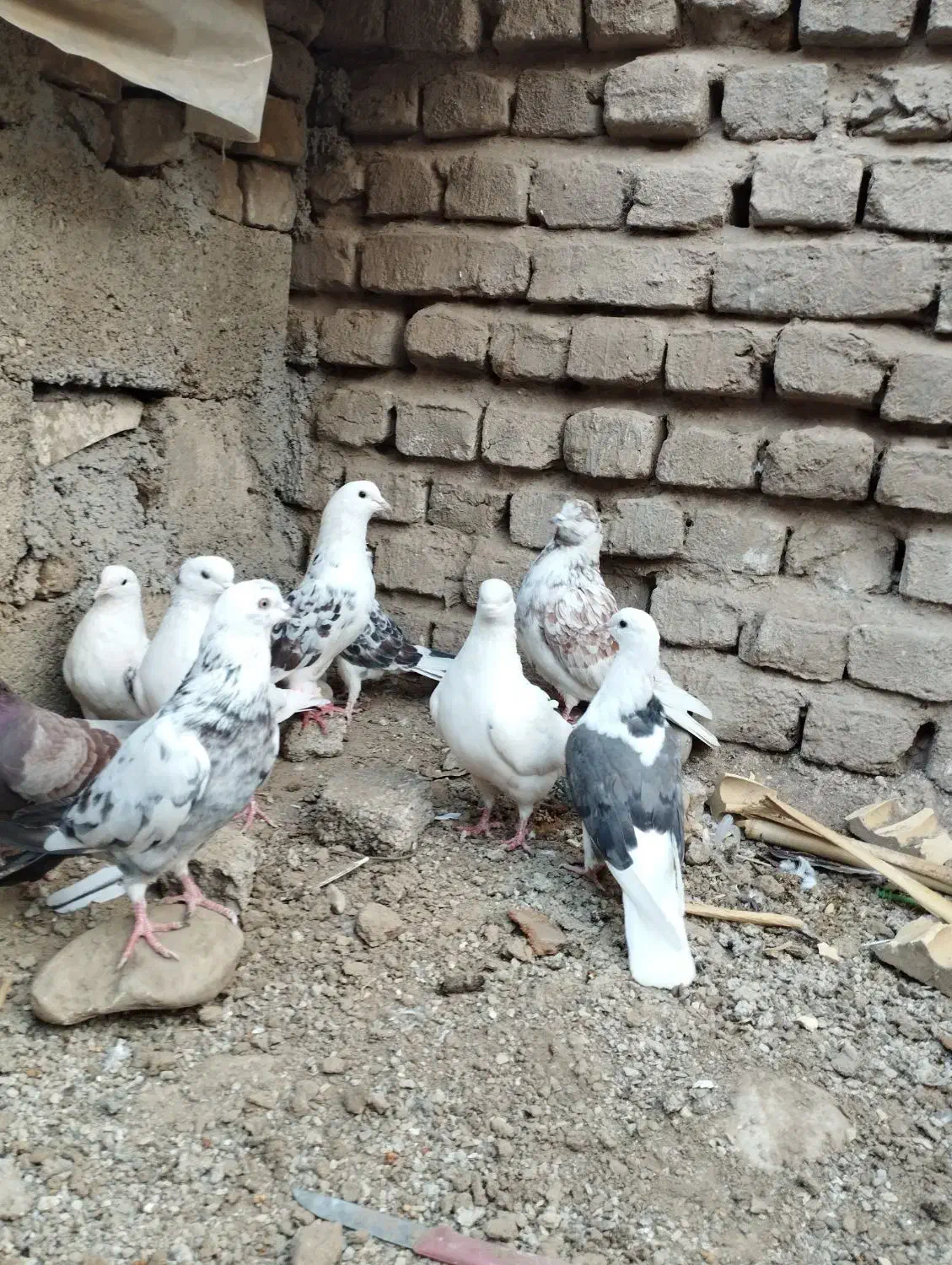 کفتر پرشی|پرنده|مینودشت, |دیوار