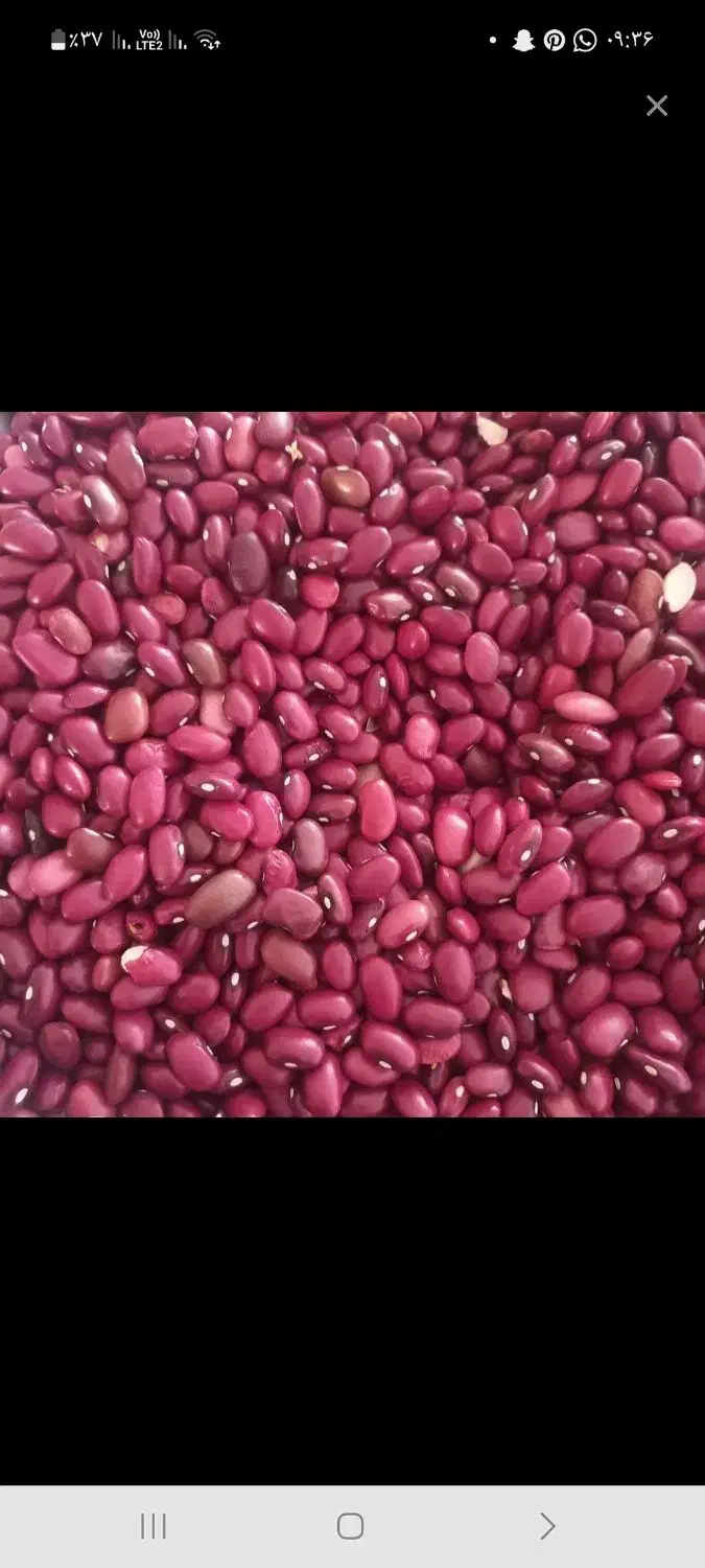 لوبیا قرمز بوجاری شده|خوردنی و آشامیدنی|شیراز, میانرود|دیوار