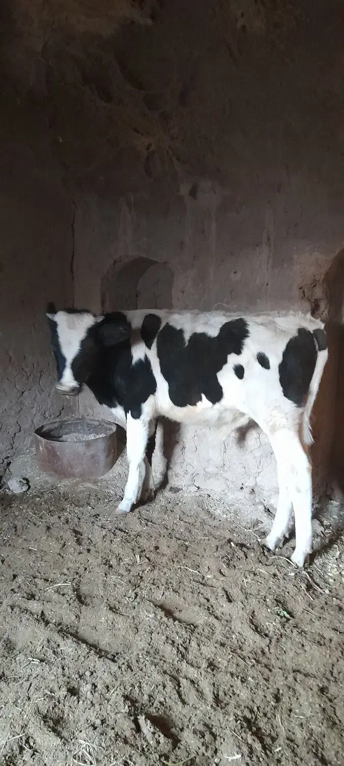 گوساله نر|حیوانات مزرعه|مود, |دیوار