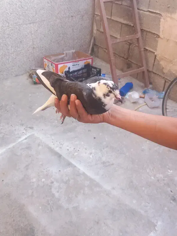 کبوتر|پرنده|باغ ملک, |دیوار