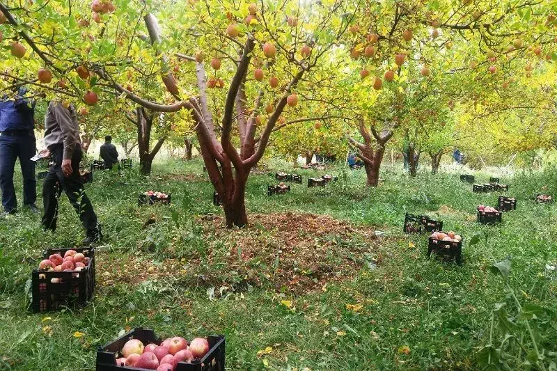برداشت محصولات کشاورزی سیب درخت انگورگوجه و..|خدمات باغبانی و درختکاری|شاهرود, |دیوار