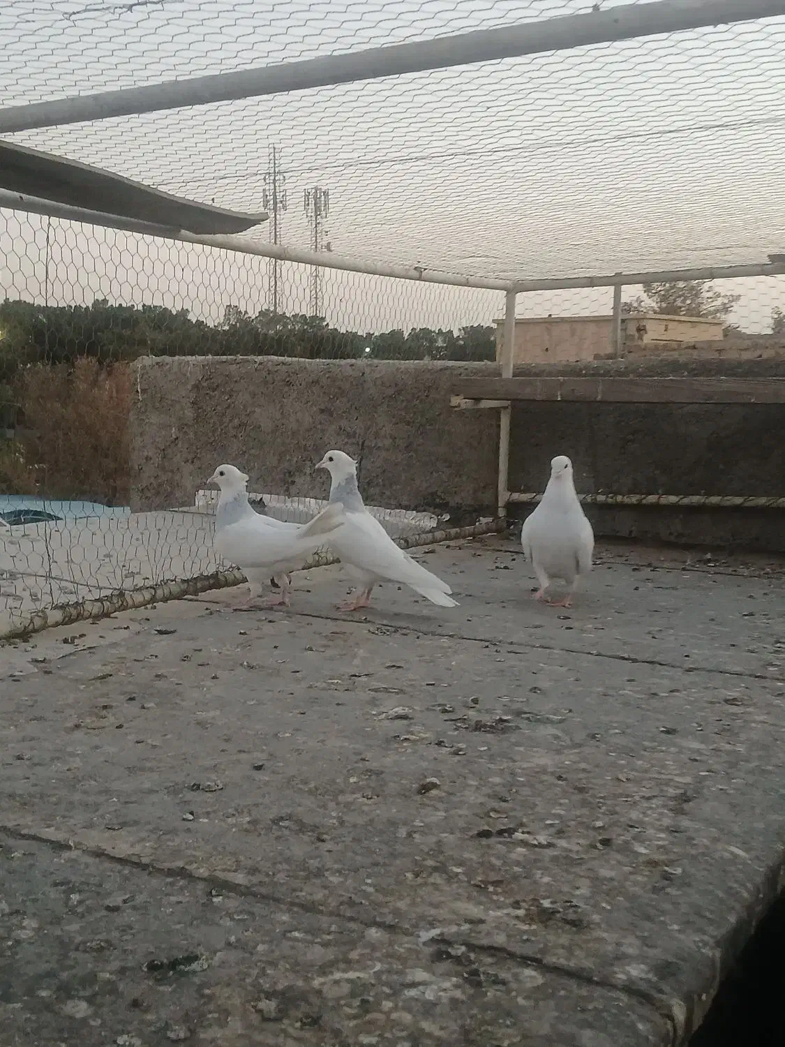 طوقی ابی|پرنده|قم, نیروگاه|دیوار