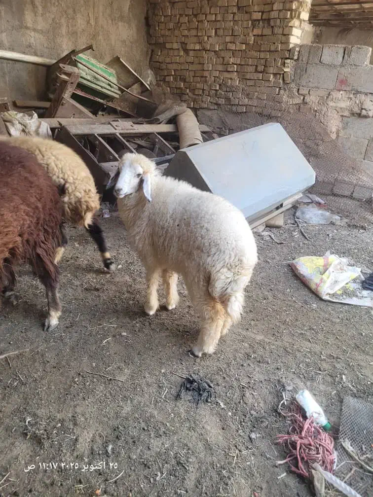 یک عدد بره ماده اهواز کوت عبدالله|حیوانات مزرعه|کارون, |دیوار