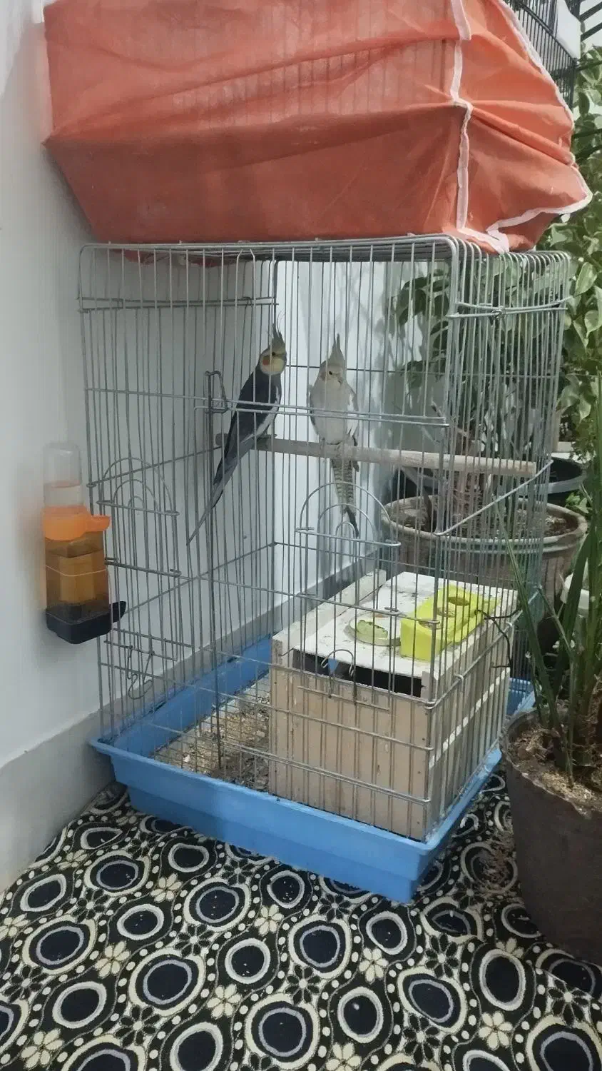 فروش جفت طوطی|پرنده|ارومیه, |دیوار