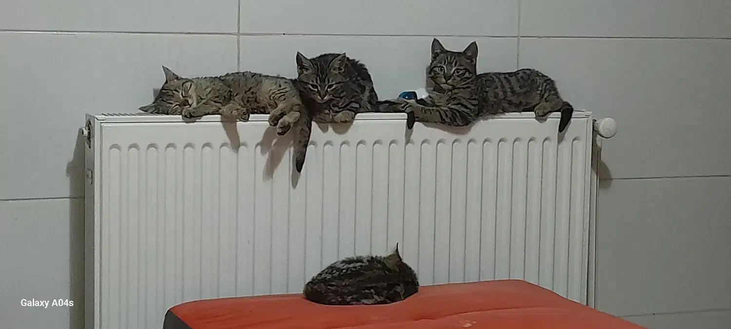 گربه|گربه|تبریز, |دیوار