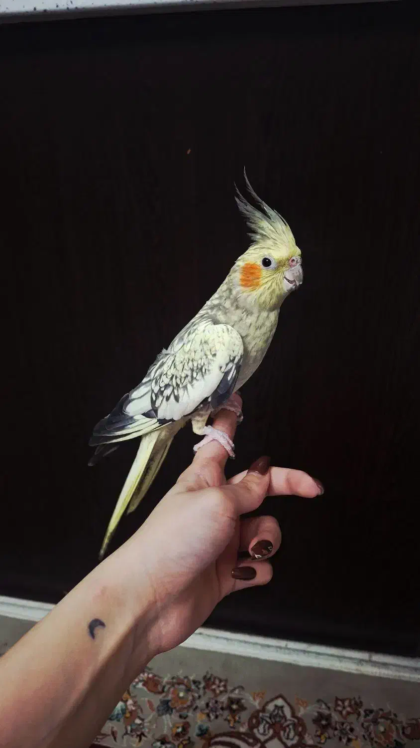 طوطی عروس|پرنده|رشت, کوی مهر|دیوار