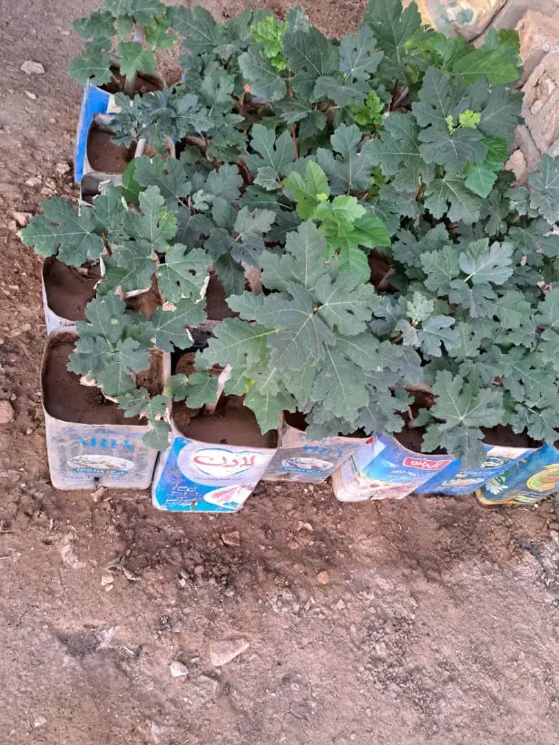 فروش نهال انجیر صدویک(خوداستهبان)|خدمات باغبانی و درختکاری|رونیز, |دیوار