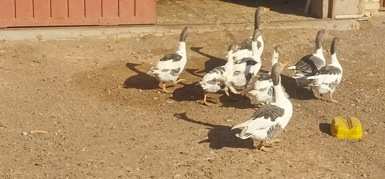 ۶ عدد غاز محلی|حیوانات مزرعه|تاکستان, |دیوار