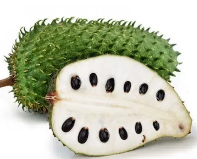 نهال فندق ماکادمیا پالم نشا آووکادو موز اواکادو|گل و گیاه طبیعی|تنکابن, |دیوار