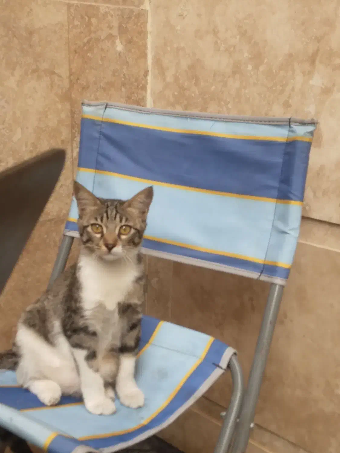 گربه گمشده|حیوانات|گرگان, |دیوار