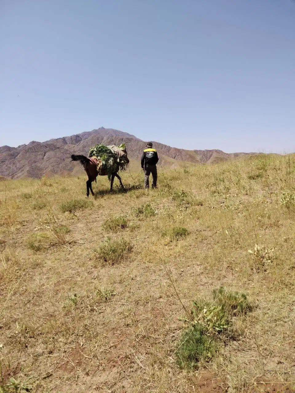 اسب مادیان|اسب و تجهیزات اسب‌سواری|هشتگرد, هیو|دیوار