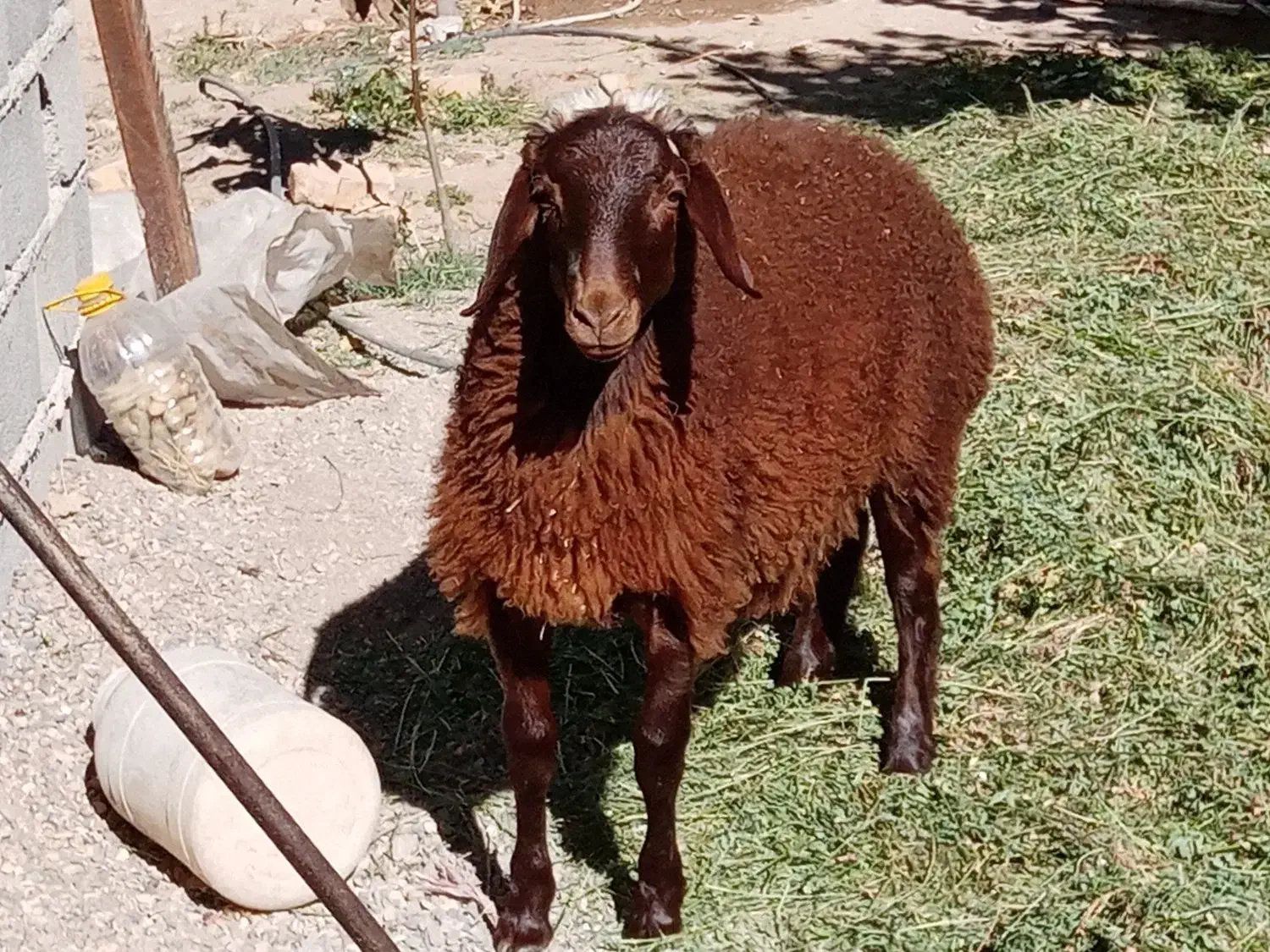 بره قوچی هترو|حیوانات مزرعه|کوهسرخ, |دیوار