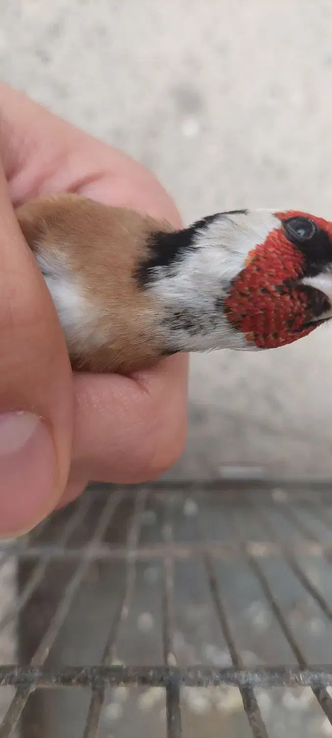 سهره نر نشون دار|پرنده|فردیس, نسترن شرقی|دیوار