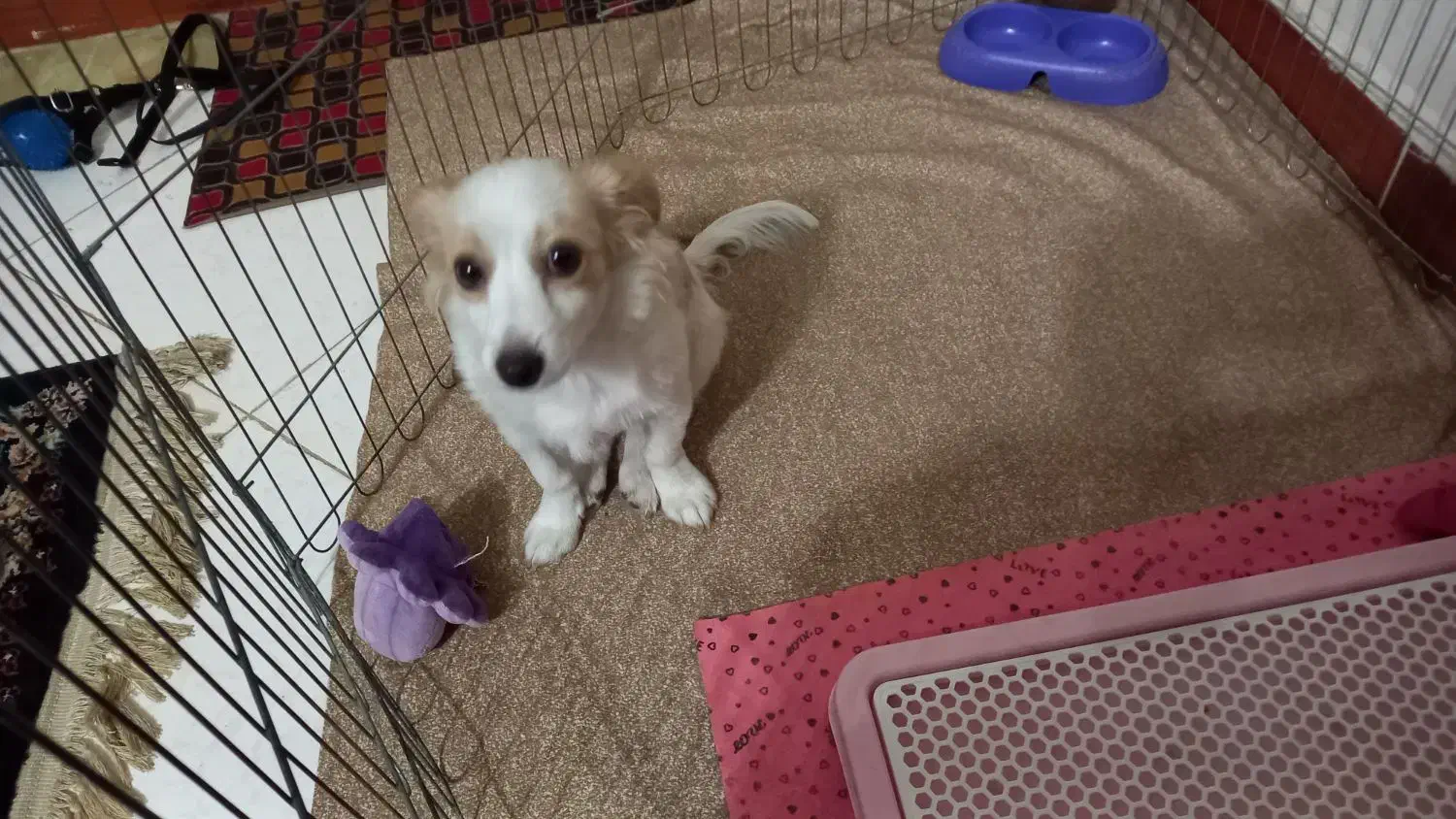 سگ واگذاری|سگ|بهارستان, |دیوار