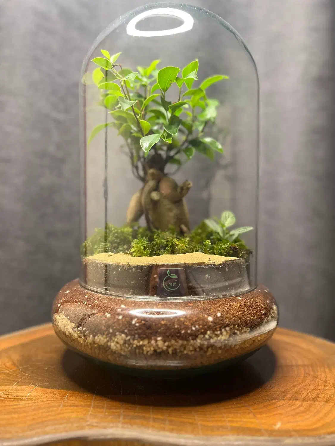 تراریوم بنسای - گیفت شرکتی - فاکتور رسمی|گل و گیاه طبیعی|تهران, آهنگ|دیوار