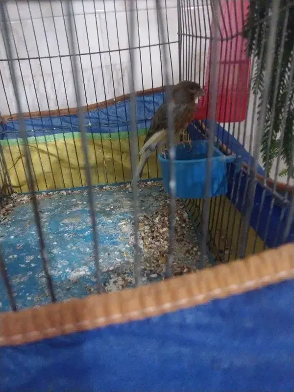 قناری|پرنده|چادگان, |دیوار