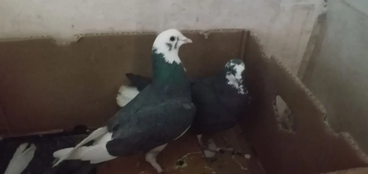 کبوتر|حیوانات|قم, باغ کرباسی|دیوار