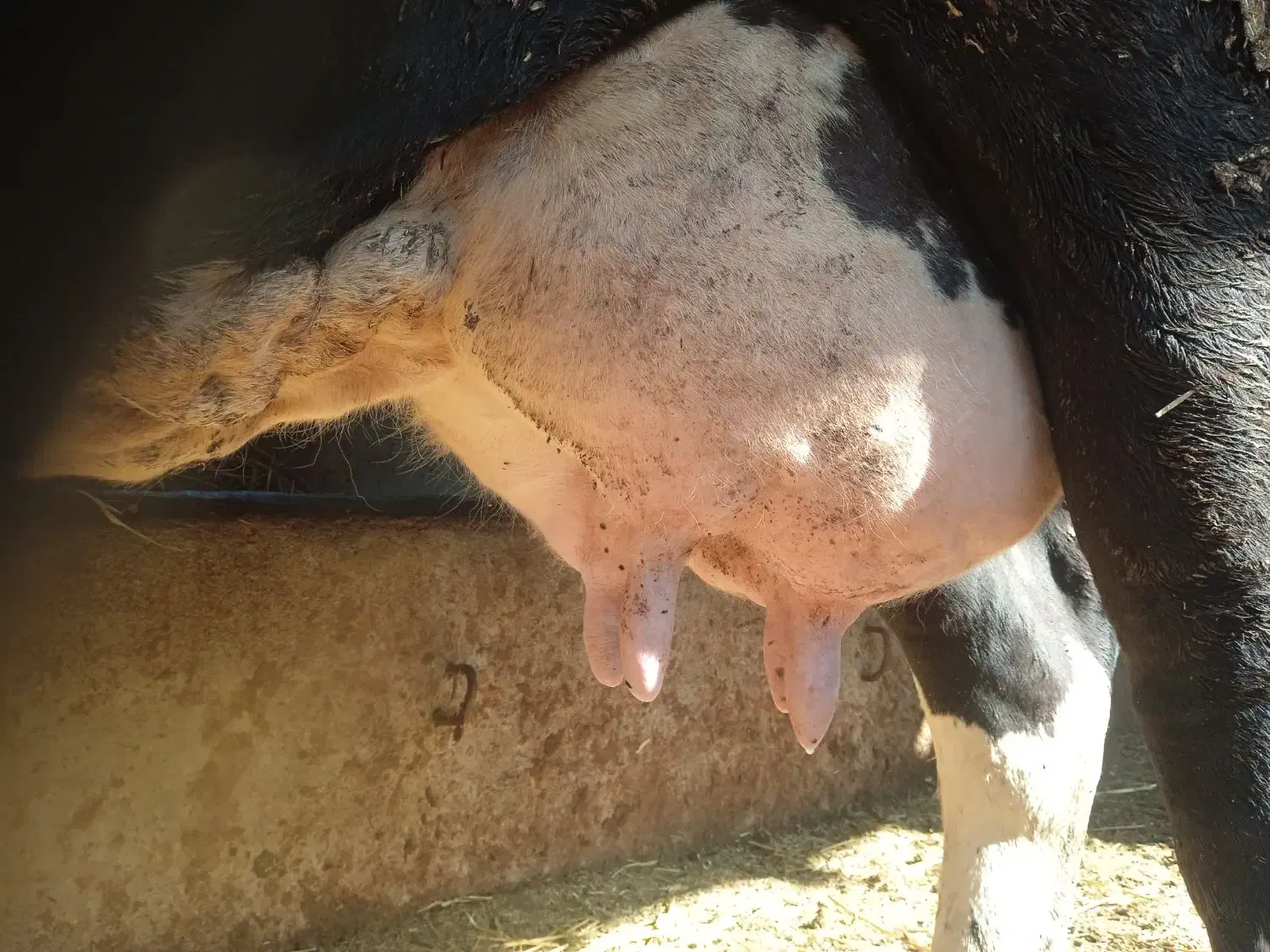 گاوسیمینتال سیاه شیری|حیوانات مزرعه|سیجوال, |دیوار