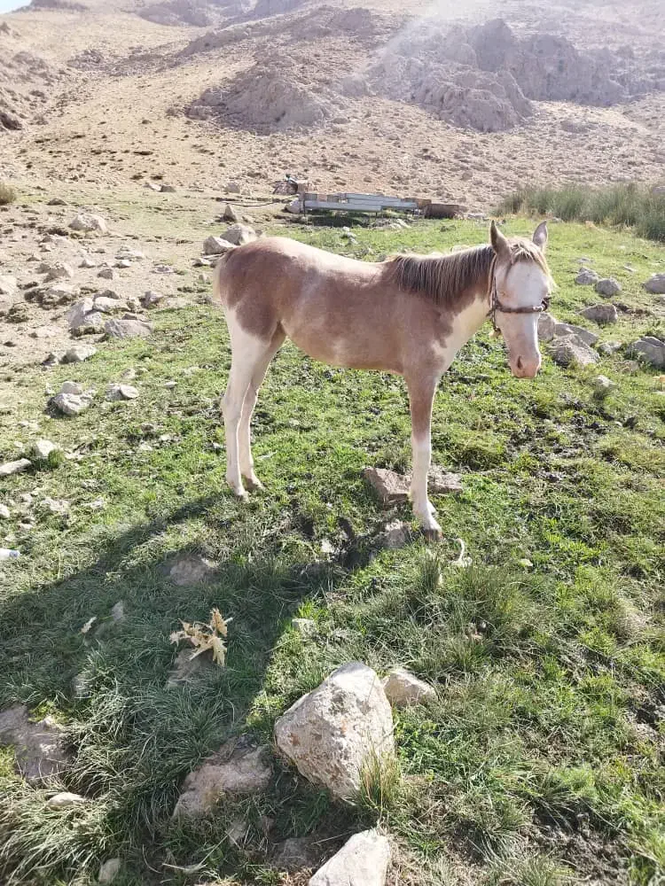 مادیان|حیوانات مزرعه|اردل, |دیوار