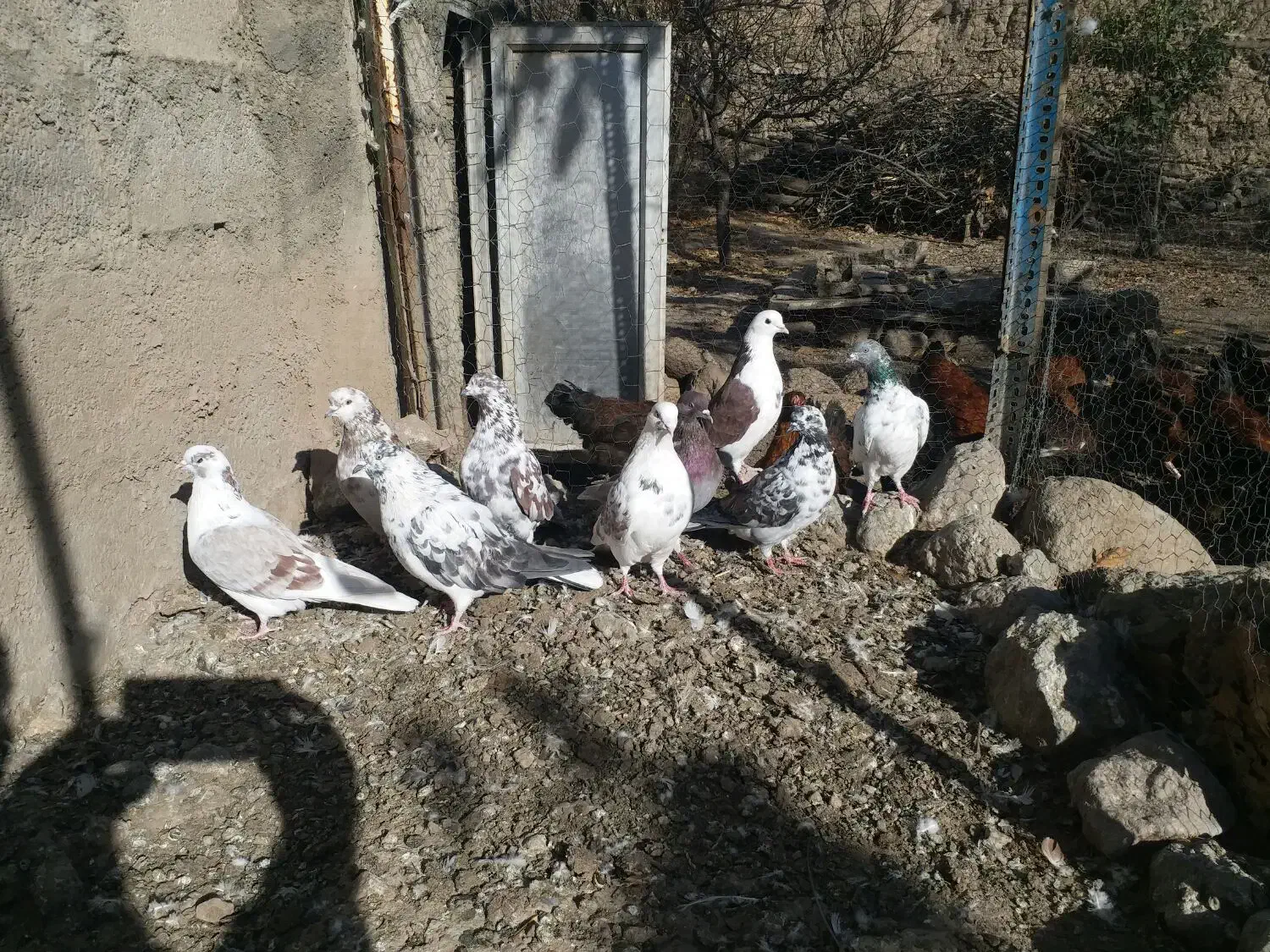 کبوتر تهرانی|پرنده|مشگین شهر, |دیوار