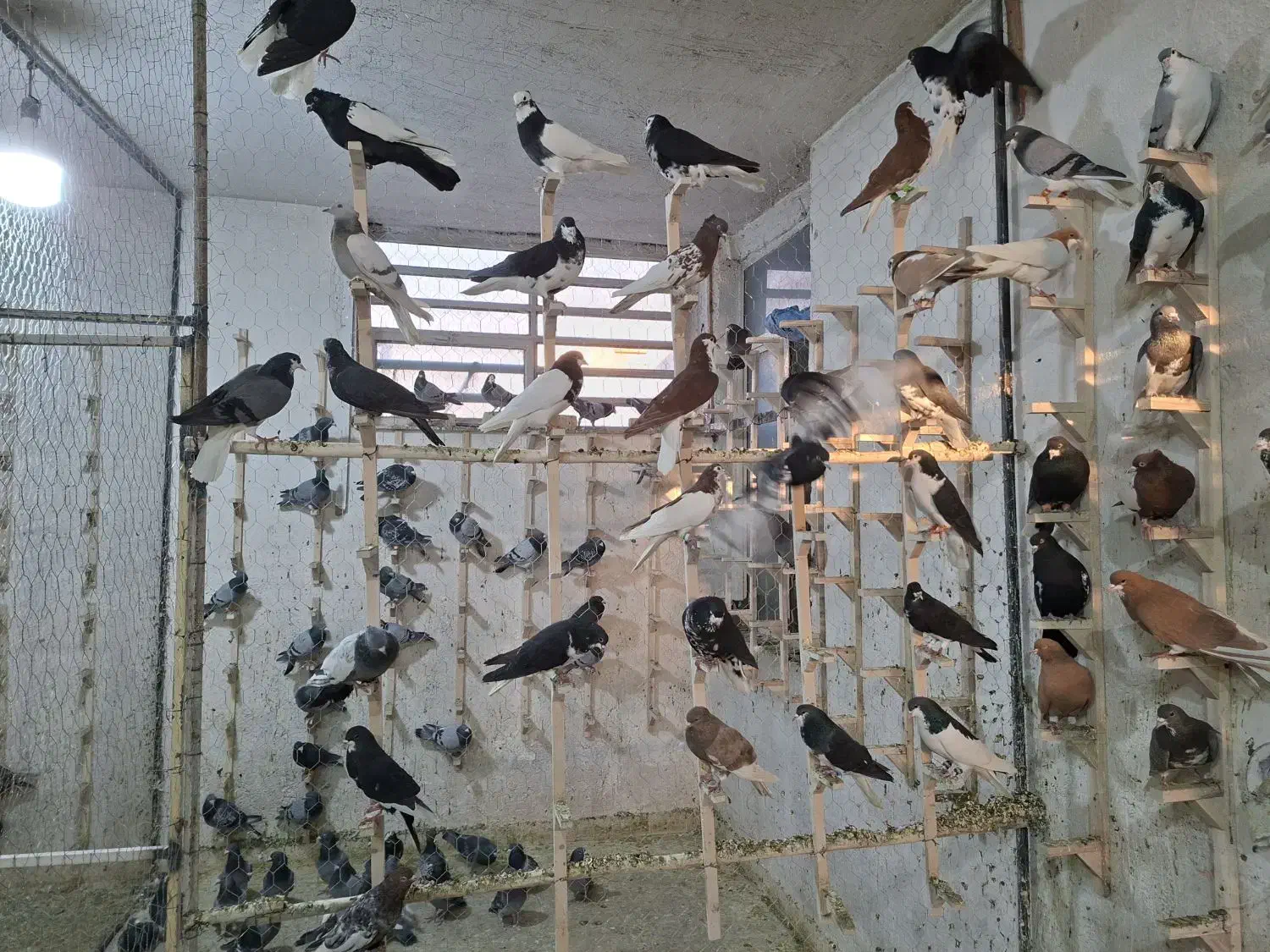 کبوتر یا کفتر رنگی|پرنده|شیراز, شهرک گلها|دیوار