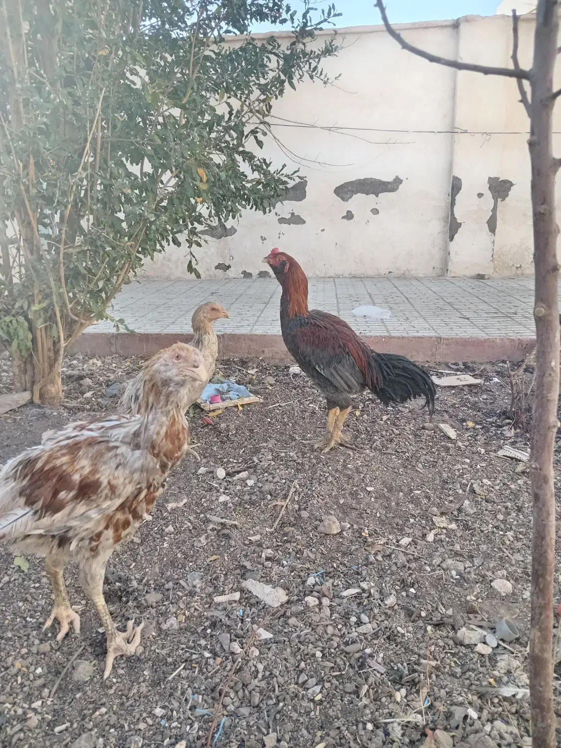 خروس لاری|حیوانات مزرعه|رشتخوار, |دیوار