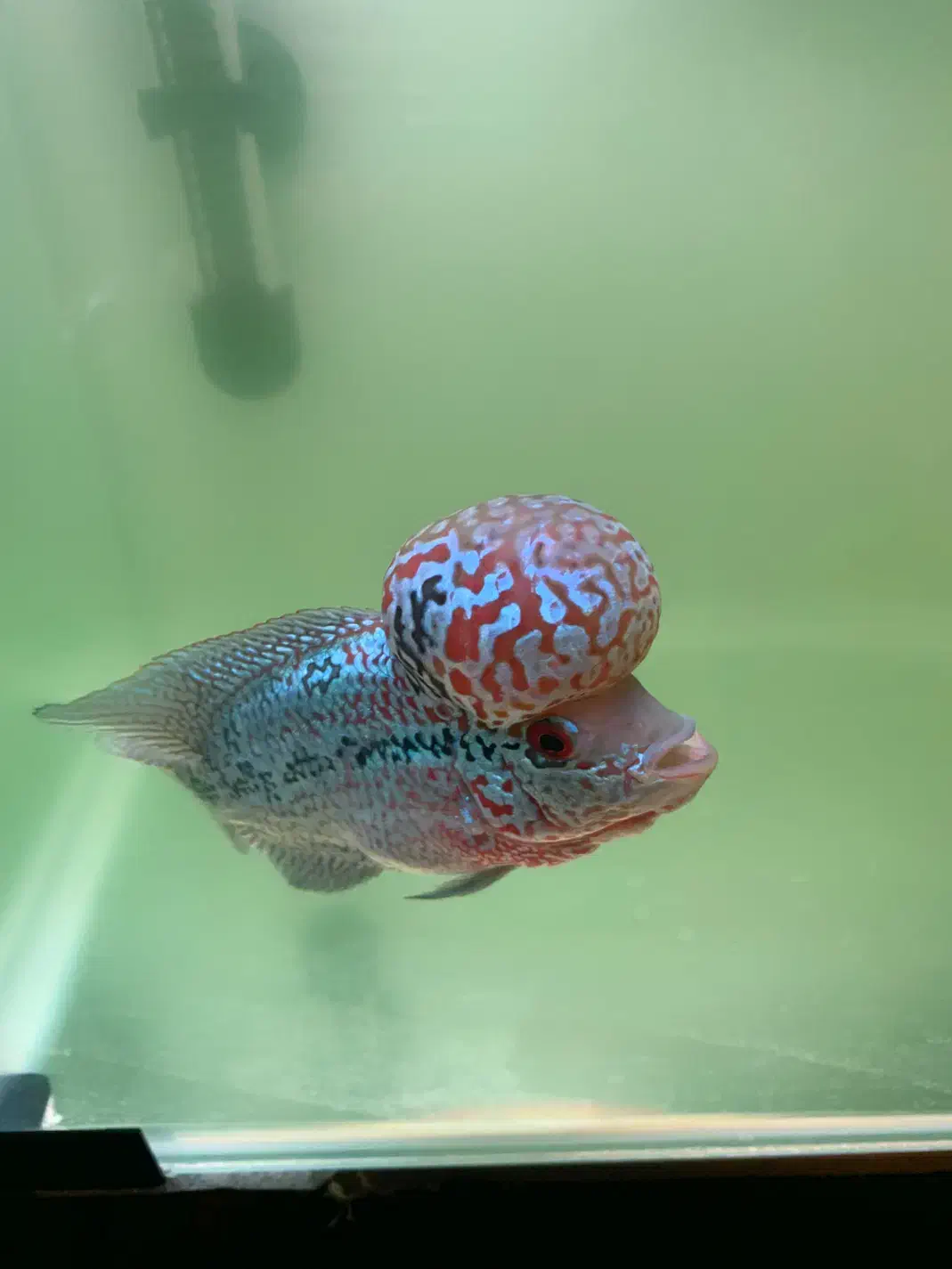 فلاور هورن|ماهی|تهران, بلوار کشاورز|دیوار