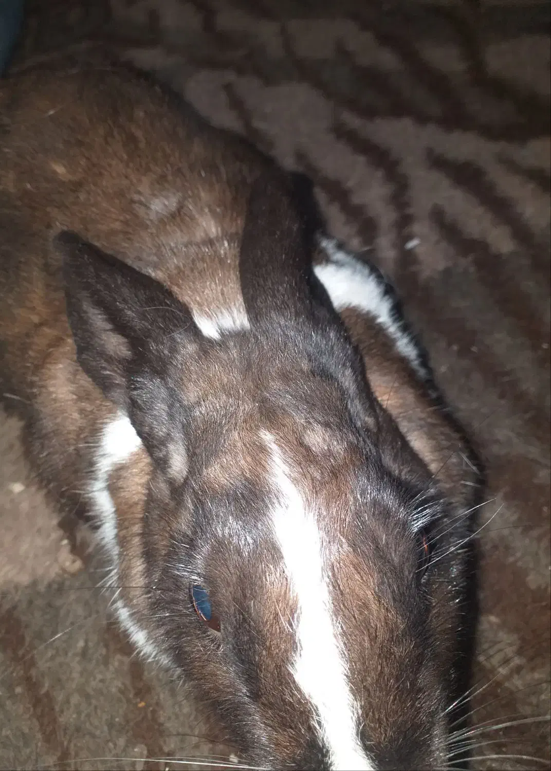 خرگوش نر سالم و سرحال نژاد مینی لوپ|موش و خرگوش|گرگان, |دیوار