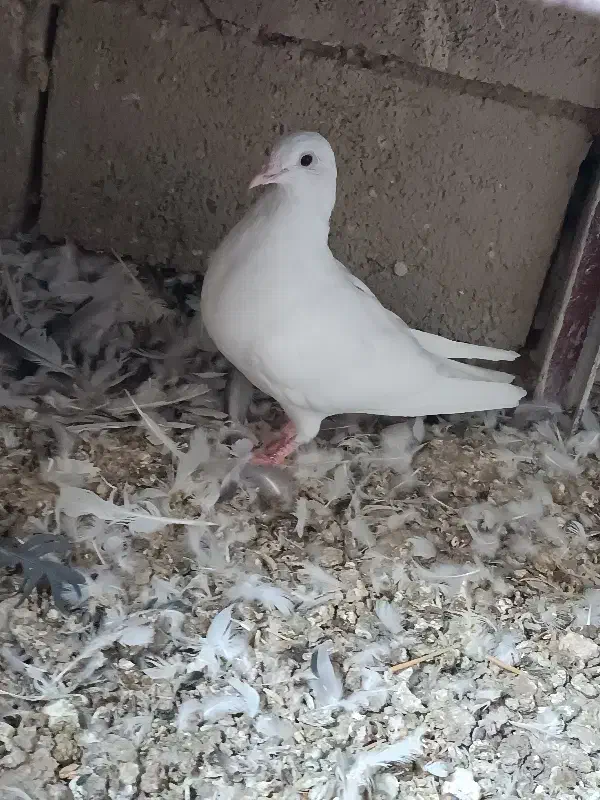 کفتر سفید نر|پرنده|دهاقان, |دیوار