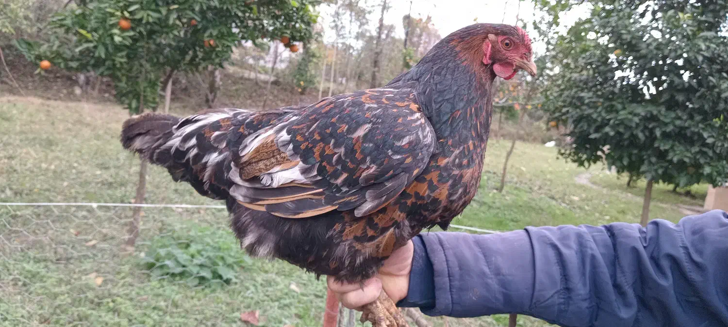 مرغ وخروس محلی، مرغ وخروس برهما، اسرائیلی|حیوانات مزرعه|ماکلوان, |دیوار