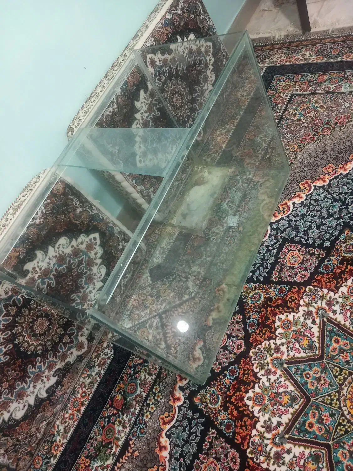 آکواریم شیشه زخیم یک متری|ماهی|قروه, |دیوار