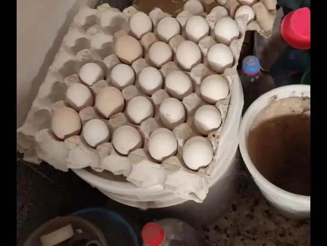 تخم مرغ گلین|حیوانات مزرعه|رامیان, |دیوار