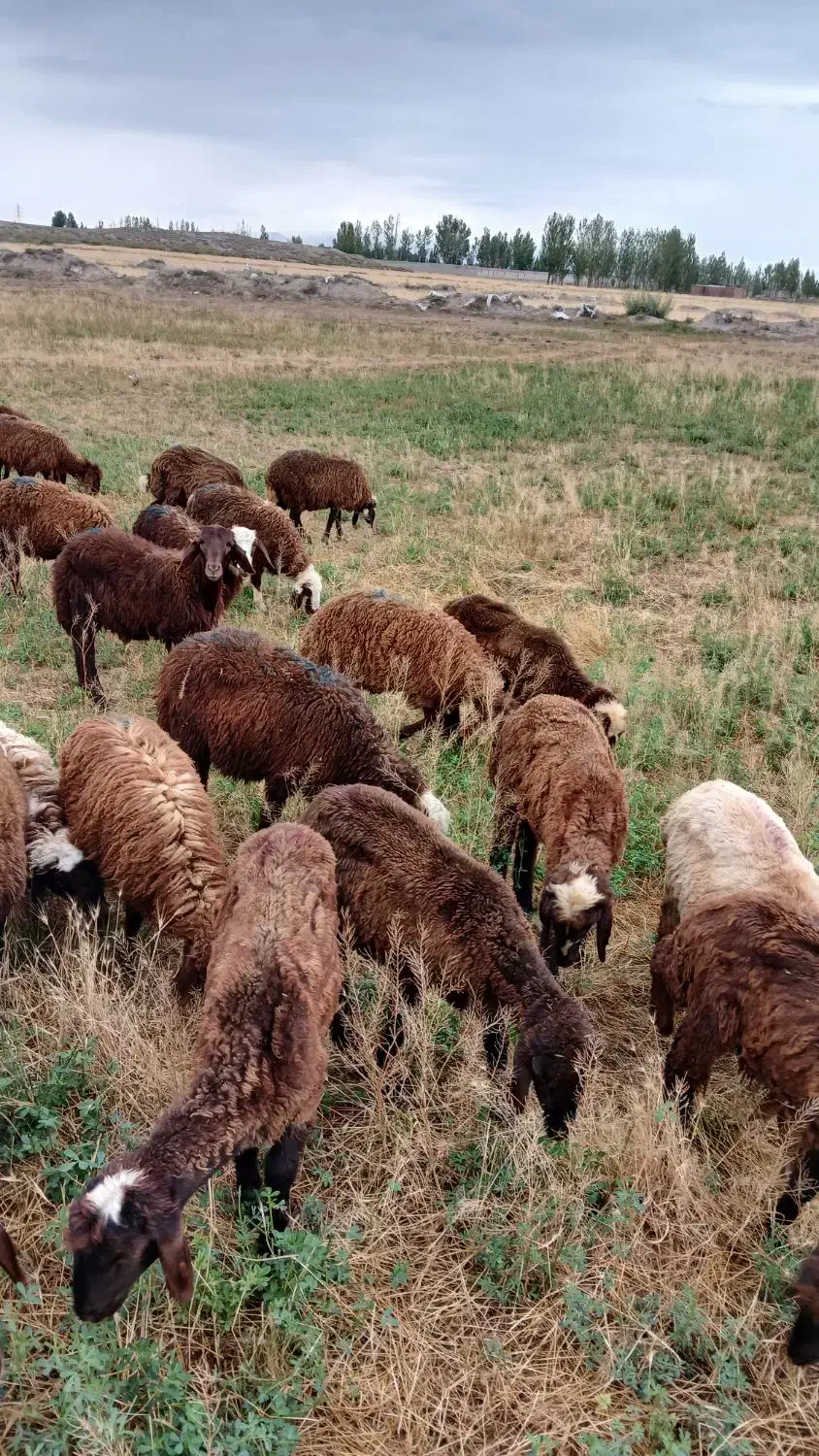 ۲۵ راس بره و توغلی نیم گوشت پای پروار|حیوانات مزرعه|اردبیل, |دیوار