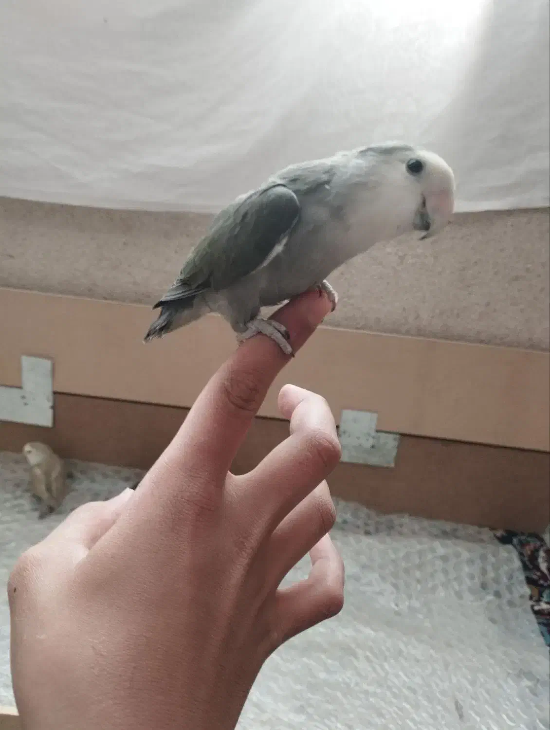 چهار تا طوطی برزیلی زیبا وبازیگوش|پرنده|بهار, |دیوار