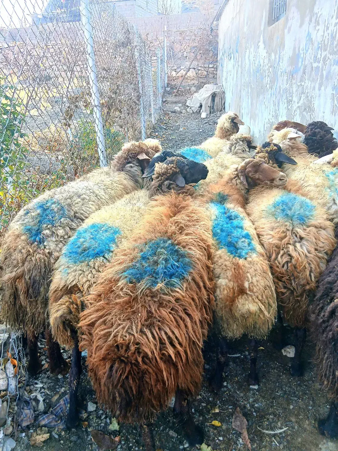 ۱۵ راس گوسفند شیره دار|حیوانات مزرعه|سنندج, |دیوار