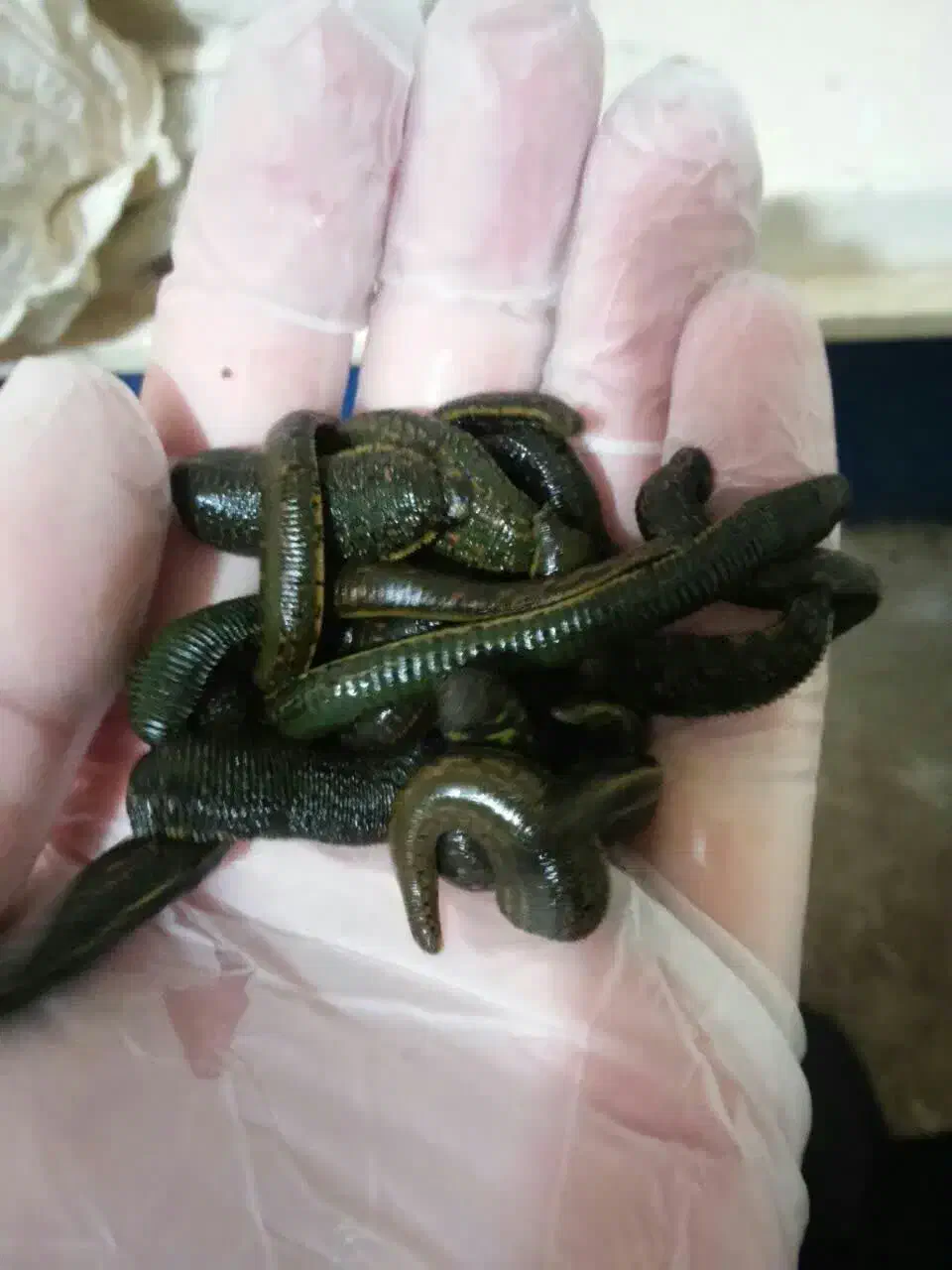 زالو/ طبی /ارایشی /درمانی|آرایشی، بهداشتی، درمانی|برخوار, |دیوار