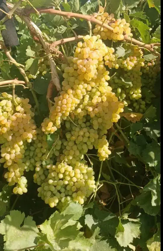 نهال انگور کشمشی|خدمات باغبانی و درختکاری|باروق, |دیوار