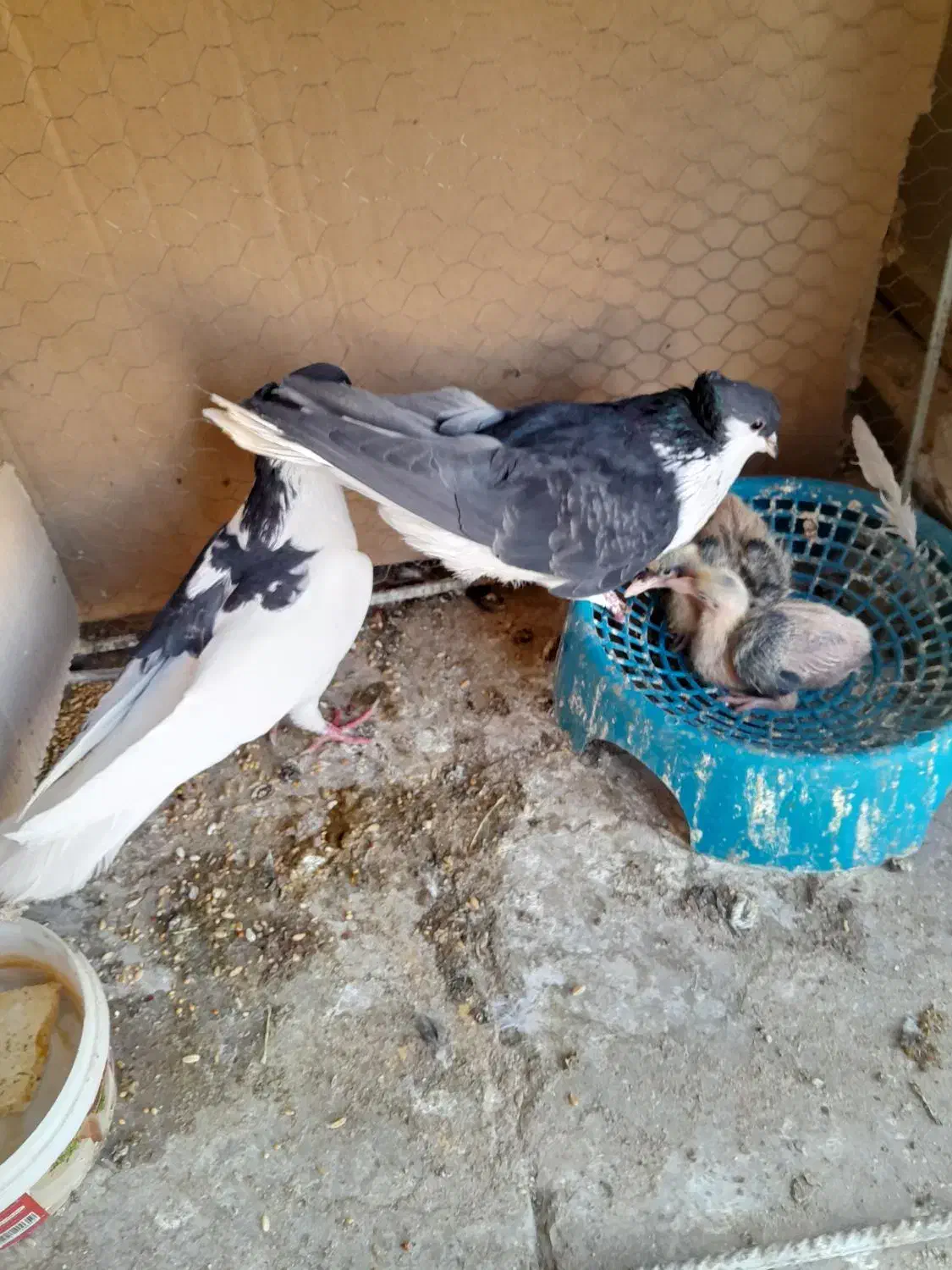 کبوتر|پرنده|رفسنجان, |دیوار