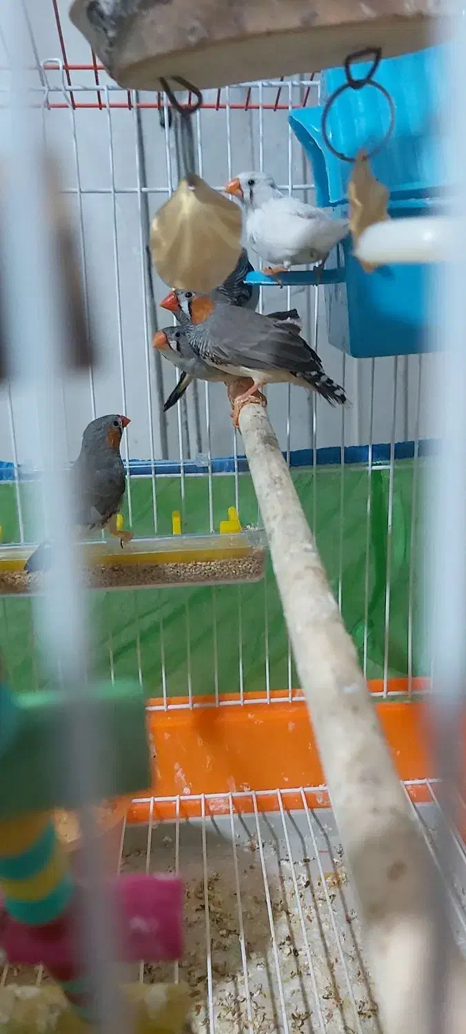 قناری و فنچ|پرنده|ارومیه, |دیوار